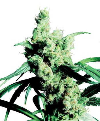 Silver haze