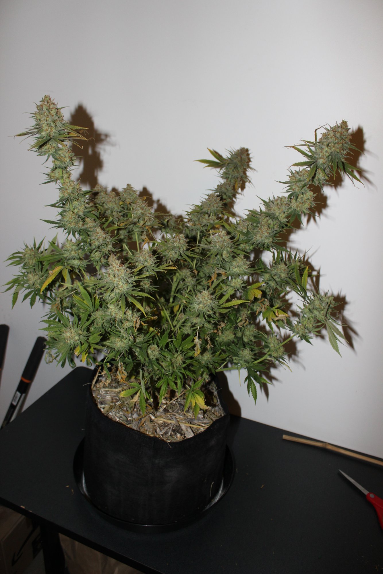 Silver Mountain 2 day 67 chop