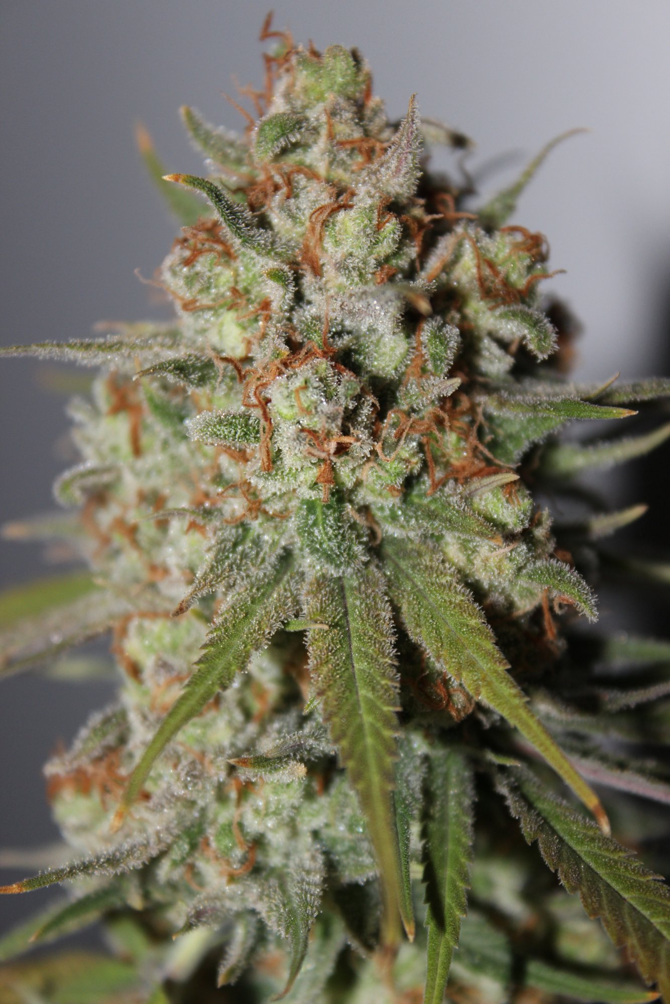 Silver Mountain 2 day 67 chop6