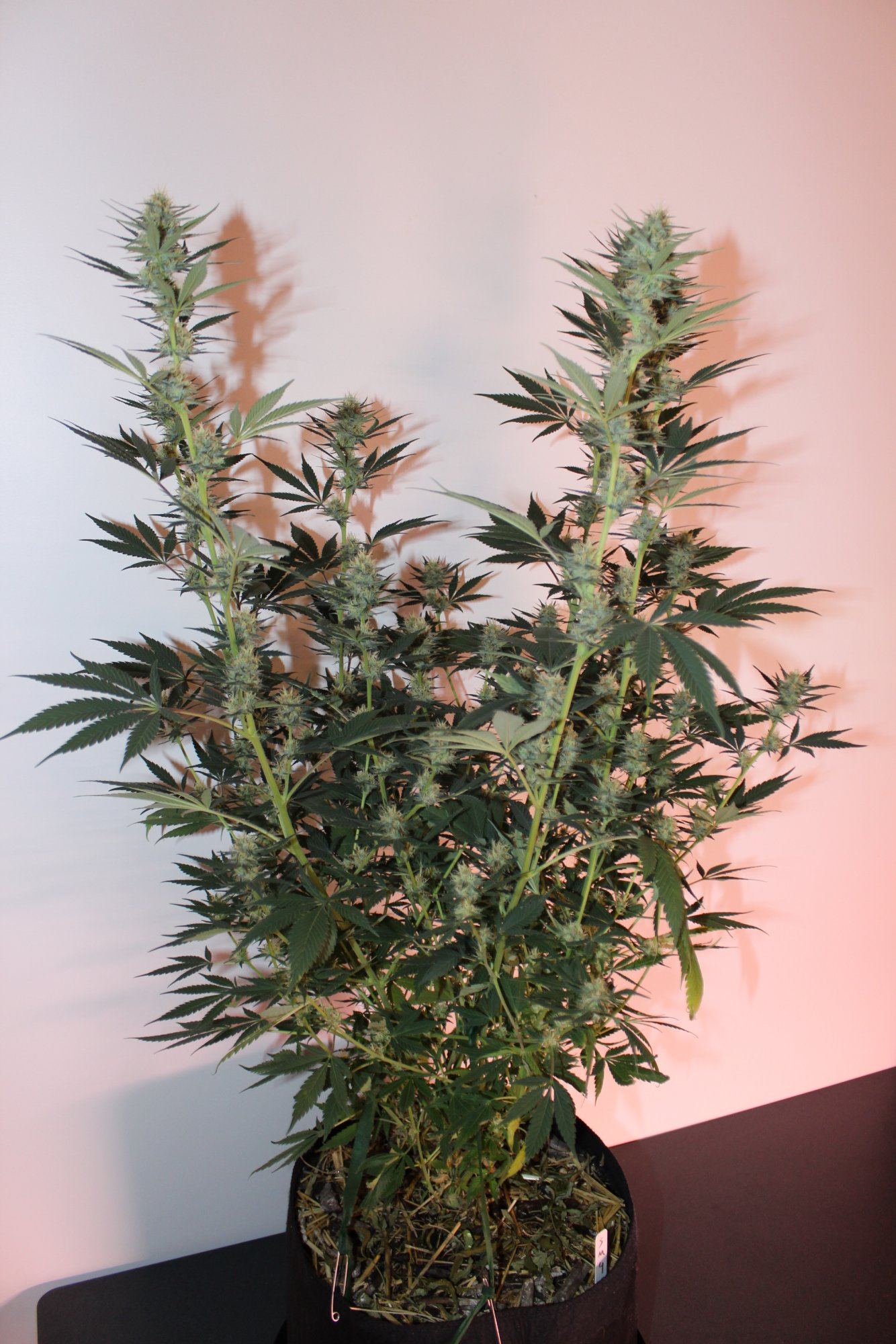 Silver Mountain 4 day 29 full