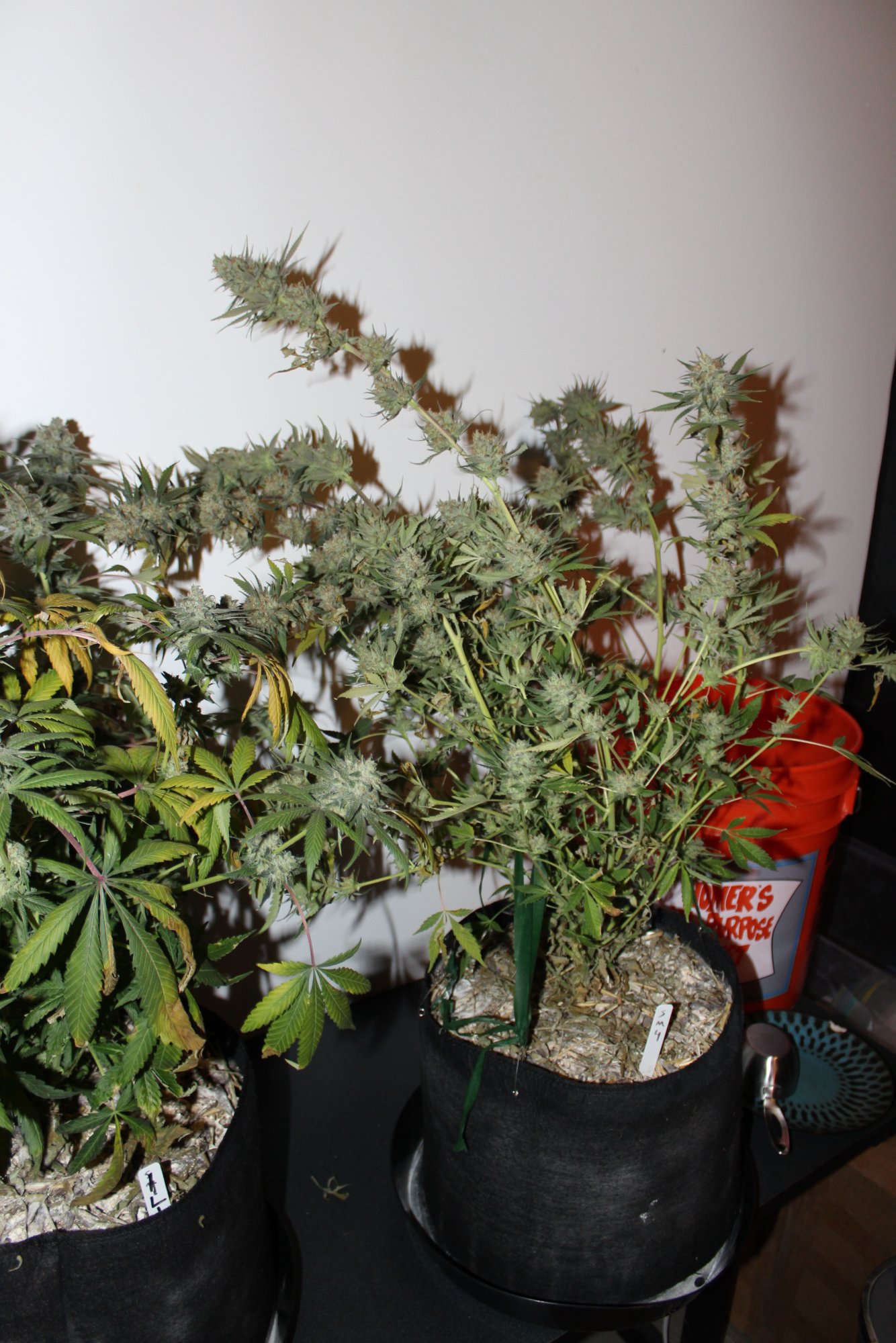 Silver Mountain 4 day 58 chop