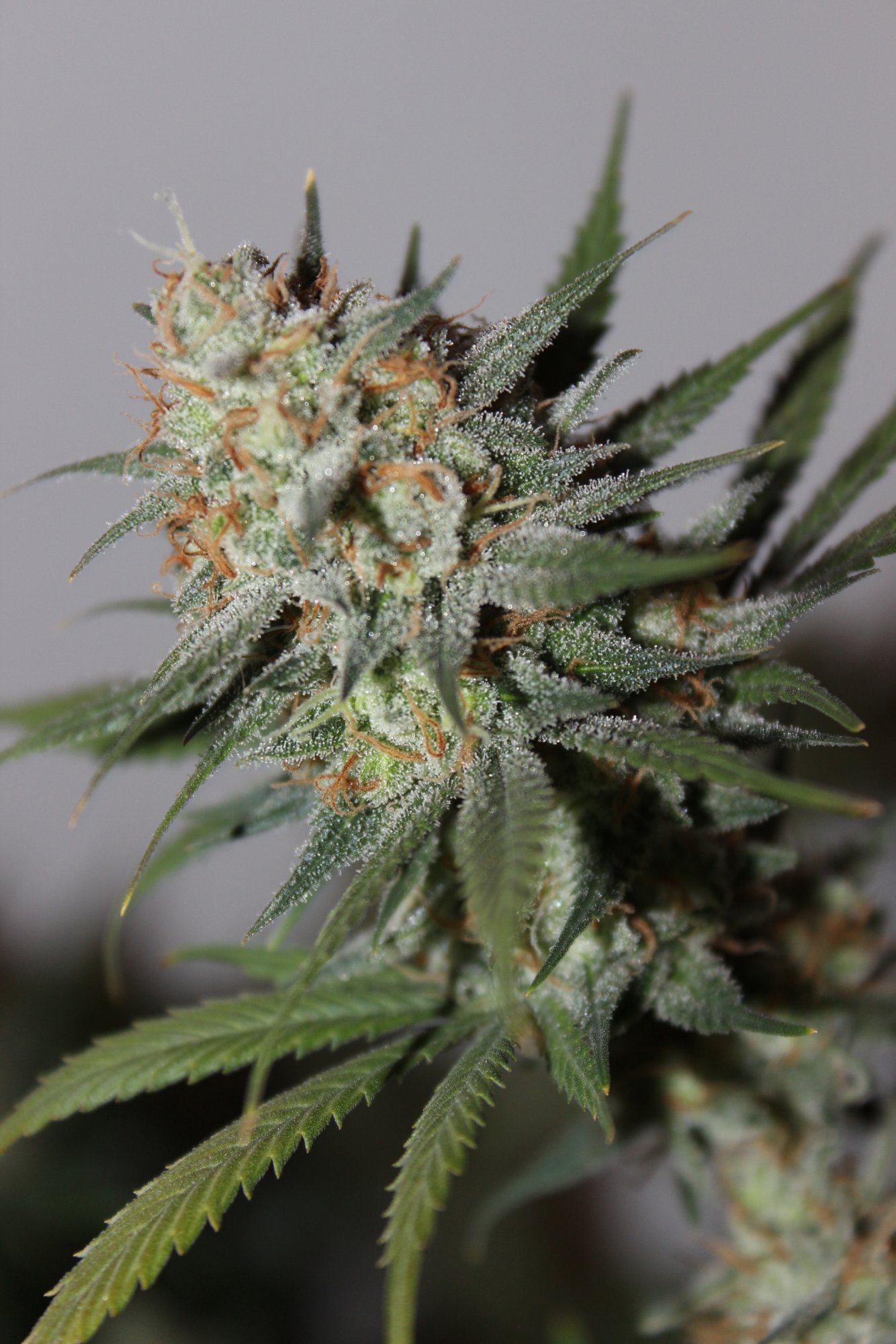 Silver Mountain 4 day 58 chop2