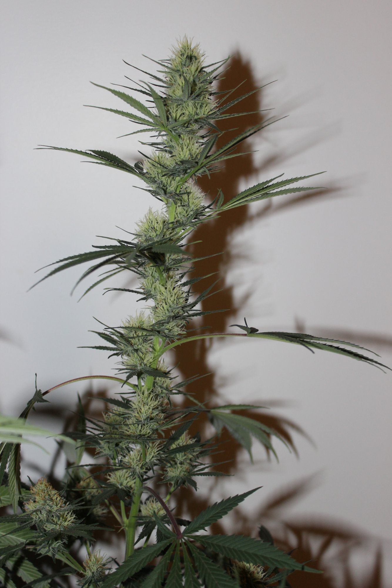 Silver Mountain 5 day 29 cola
