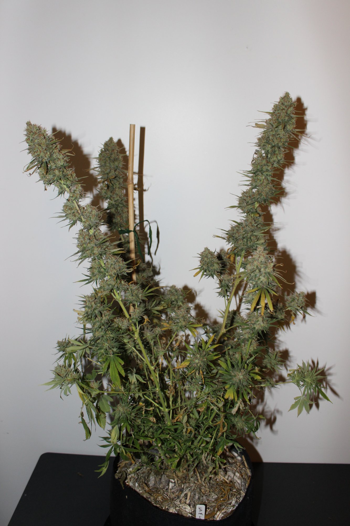 Silver Mountain 5 day 67 chop