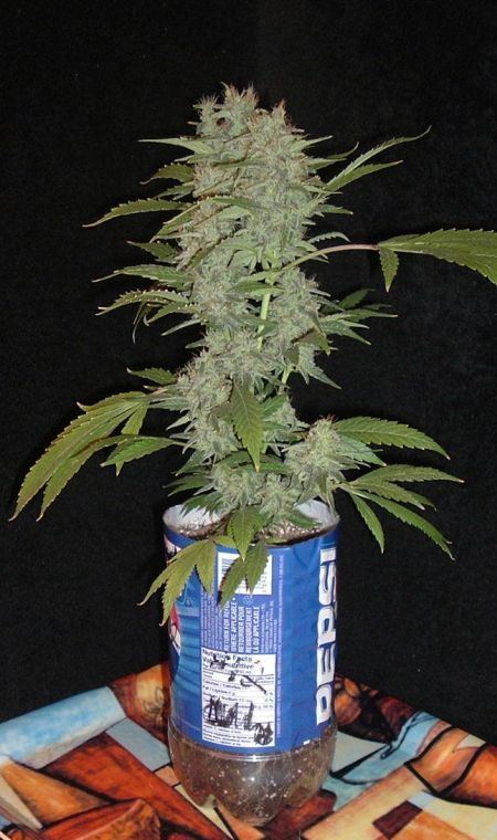 Silver Pearl 3