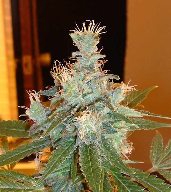 Silver Pearl 5