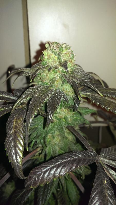 Silver skunk 1