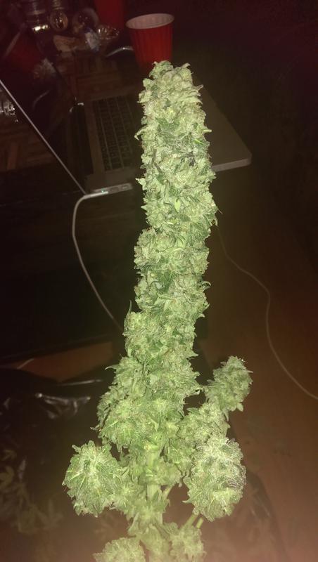Silver skunk 2