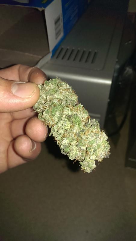 Silver skunk 3