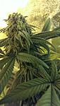 Silver skunk bx1