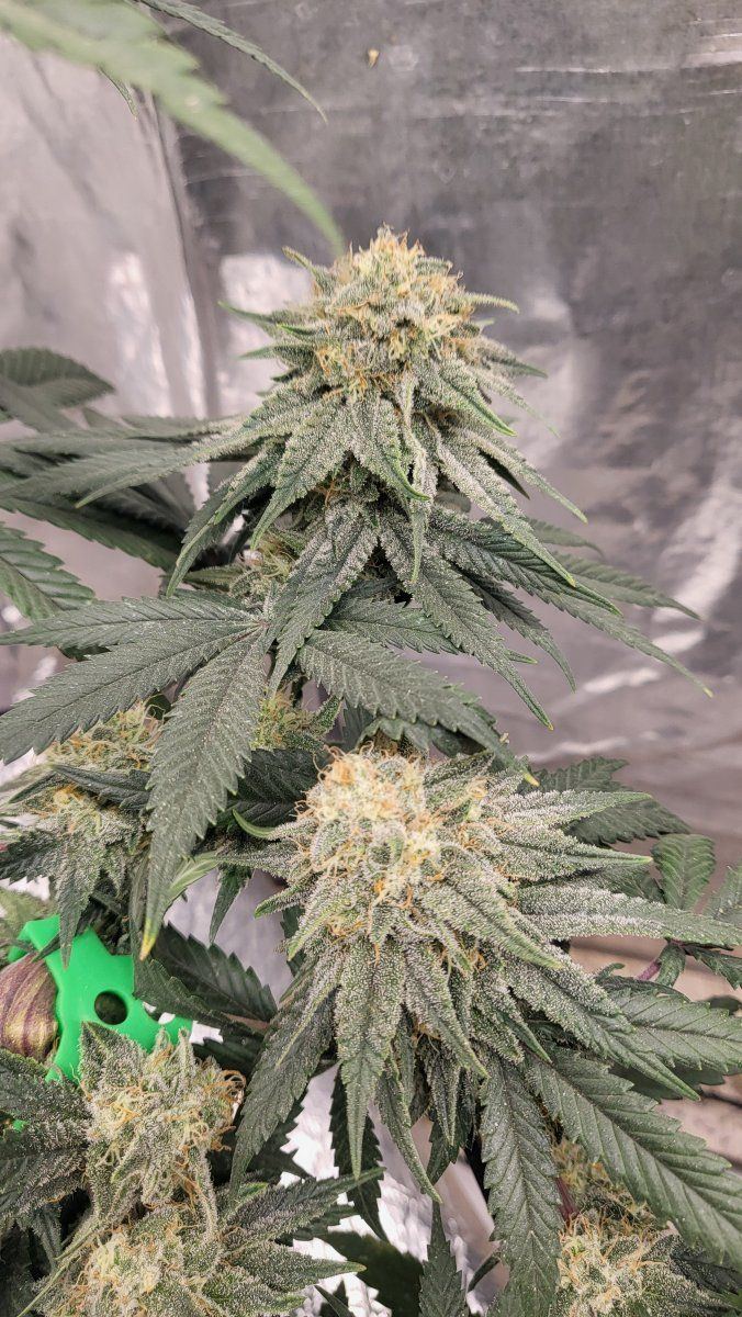 Silverhazebud
