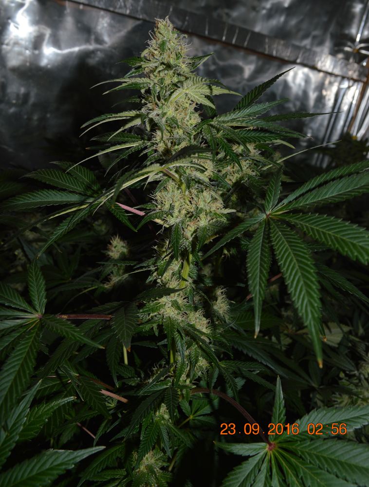 Silverpanama7