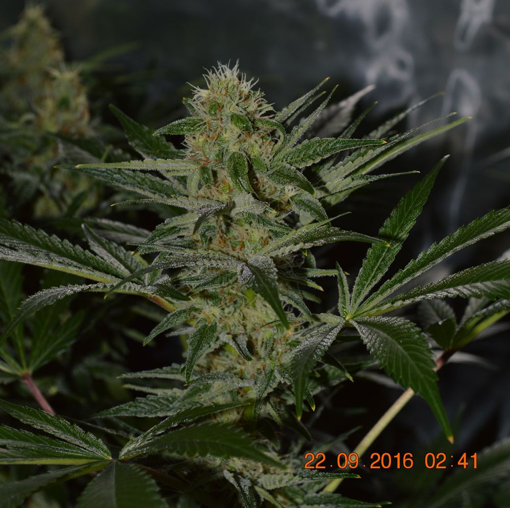Silverpanama frost