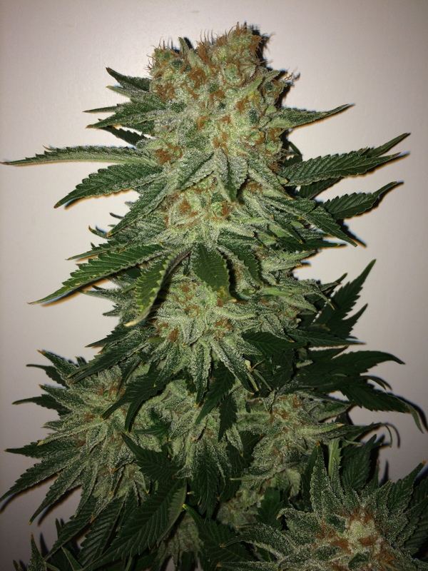 Silverpearlday60