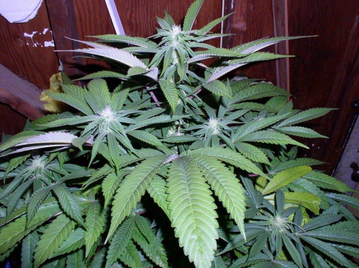 Silvertip1
