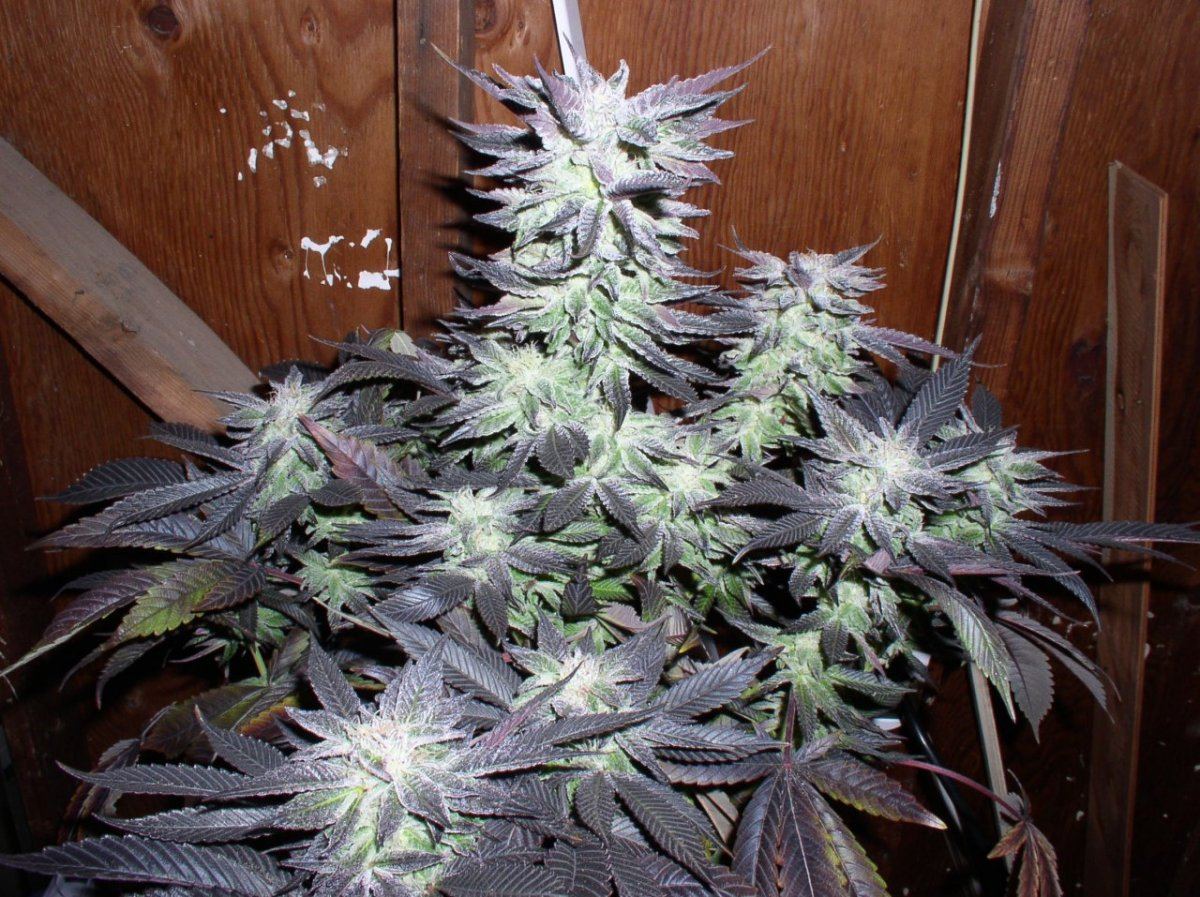 Silvertip2