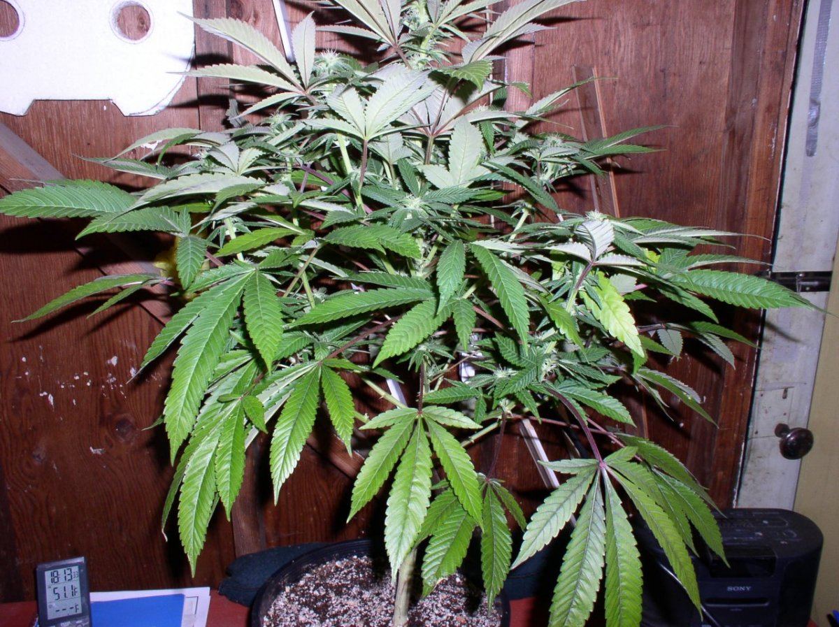 Silvertip3