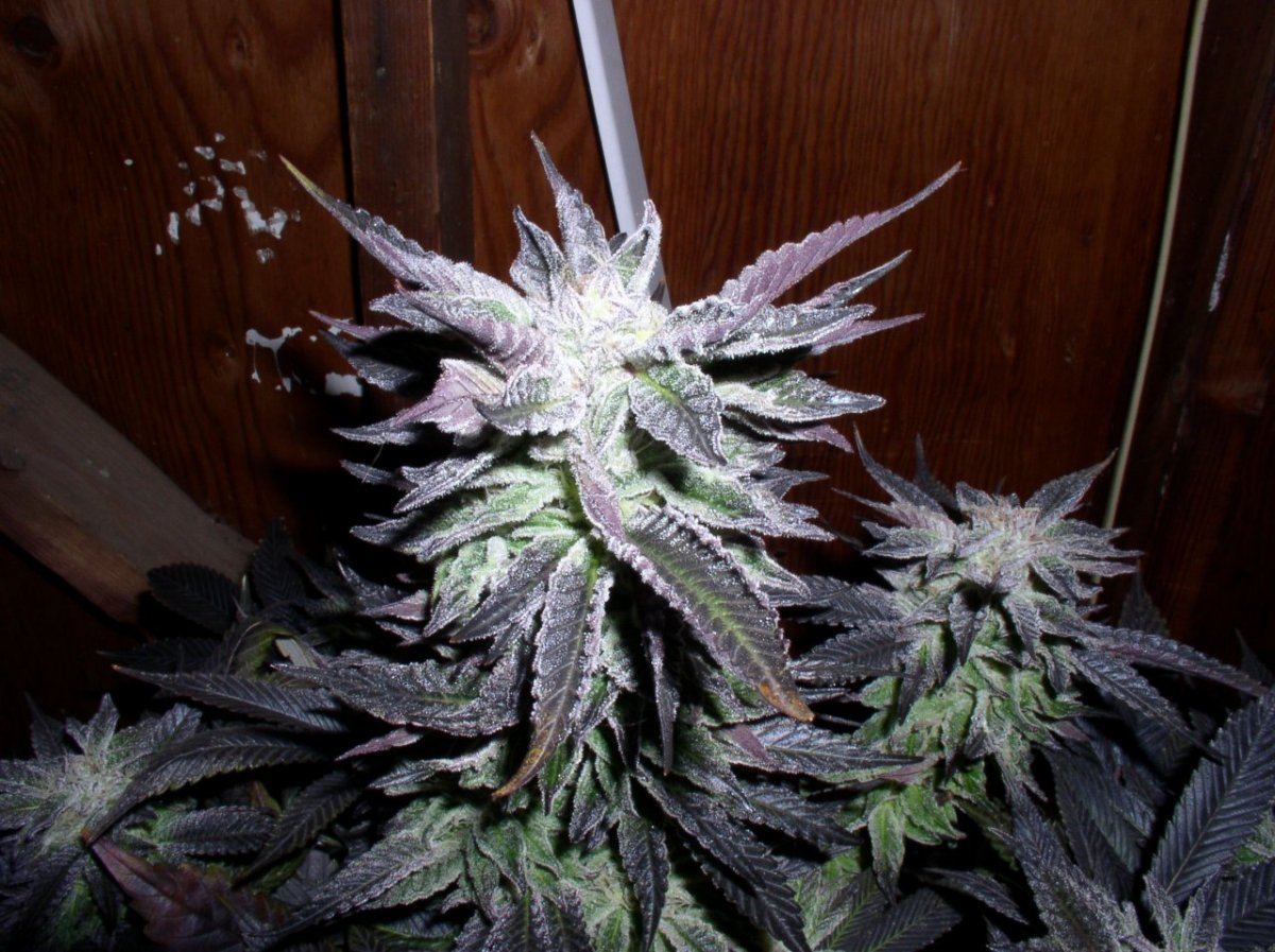 Silvertip3