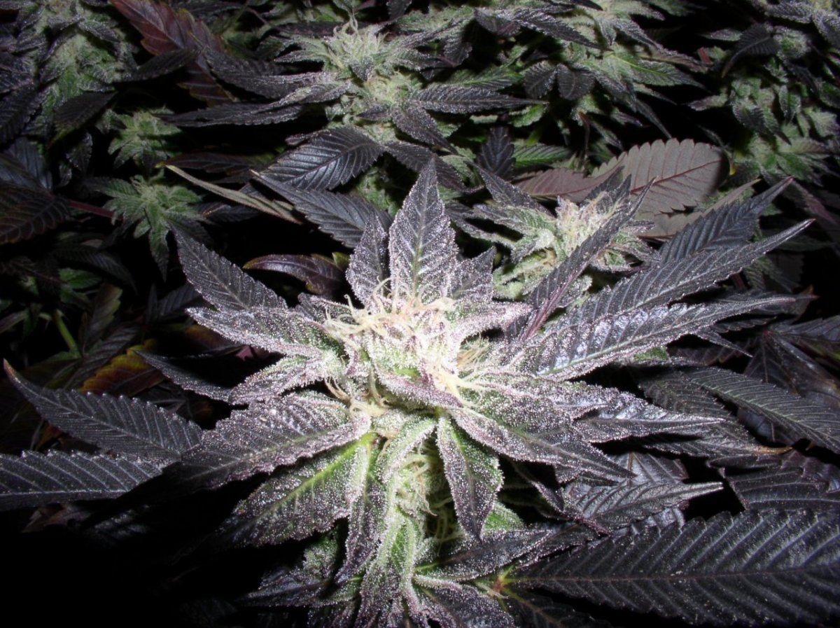Silvertip4