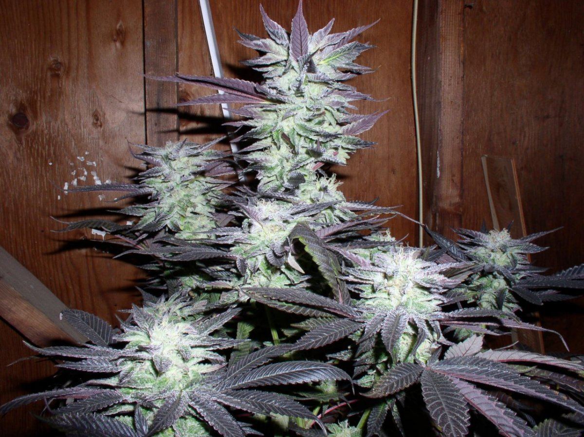 Silvertip5