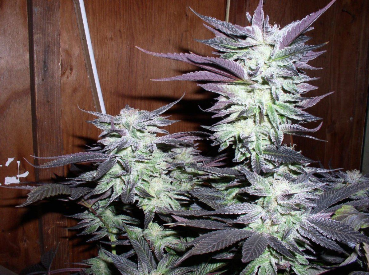 Silvertip6