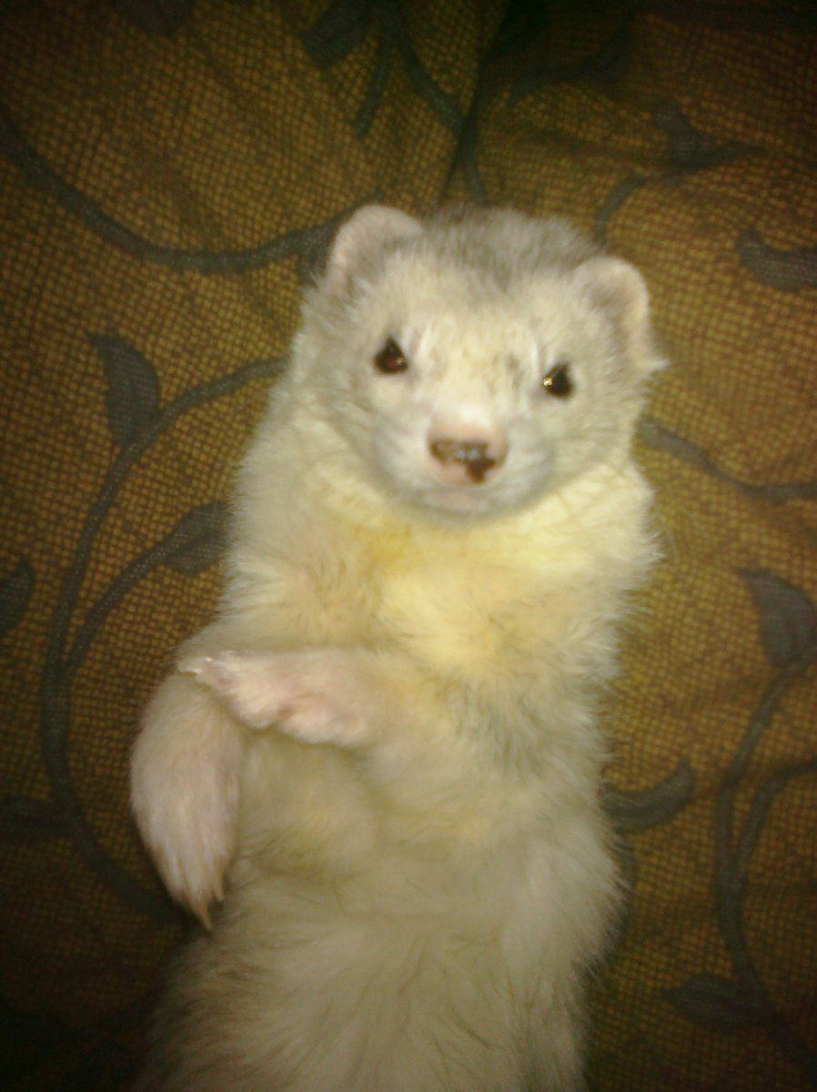 Simon