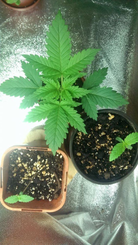 Simple little grow 10