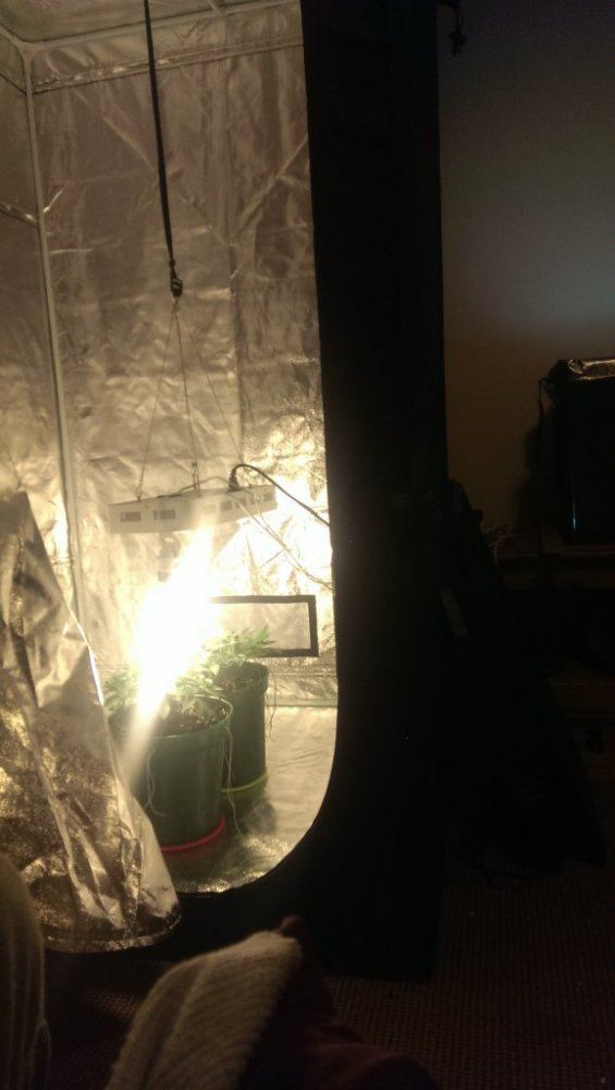 Simple little grow 3