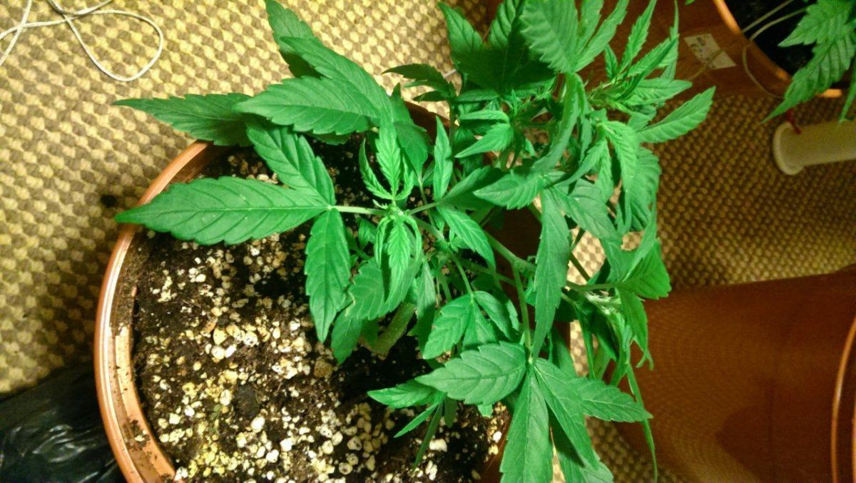 Simple little grow 4