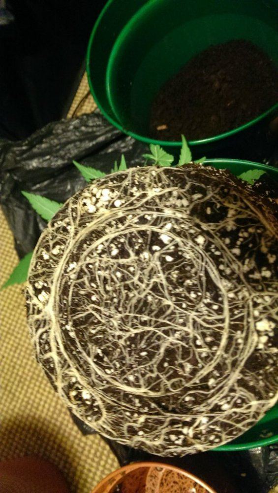 Simple little grow 5