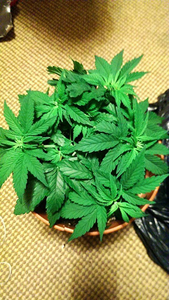 Simple little grow 6