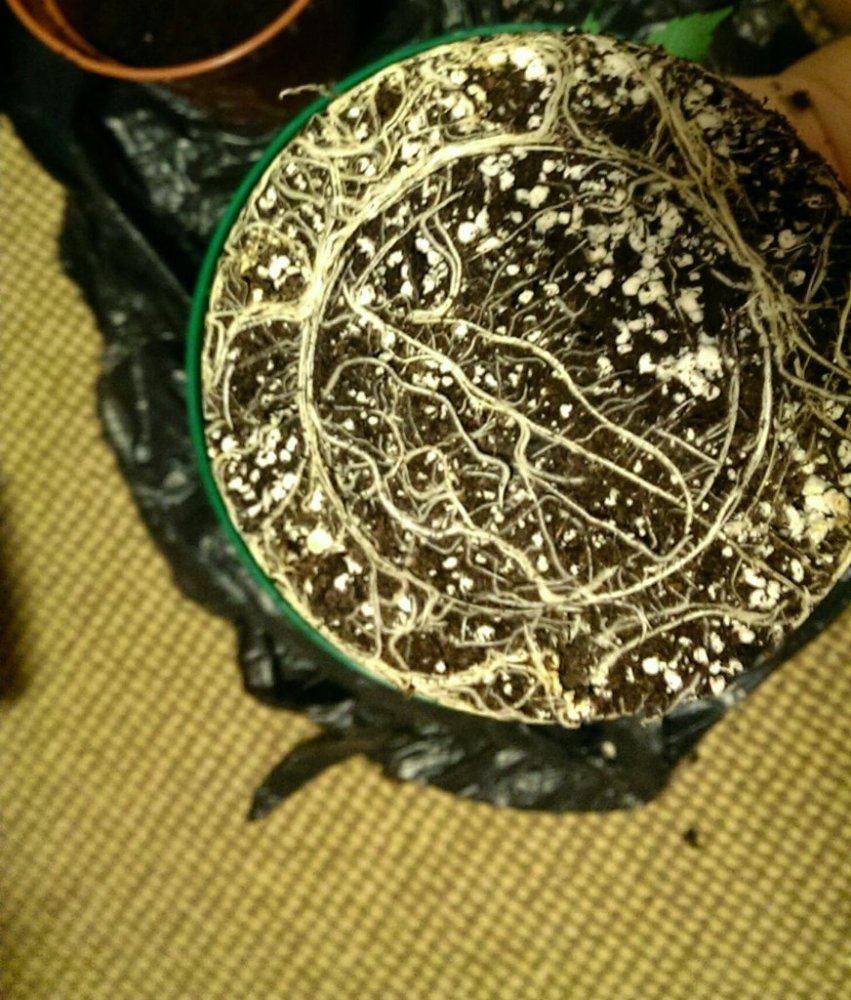 Simple little grow 7
