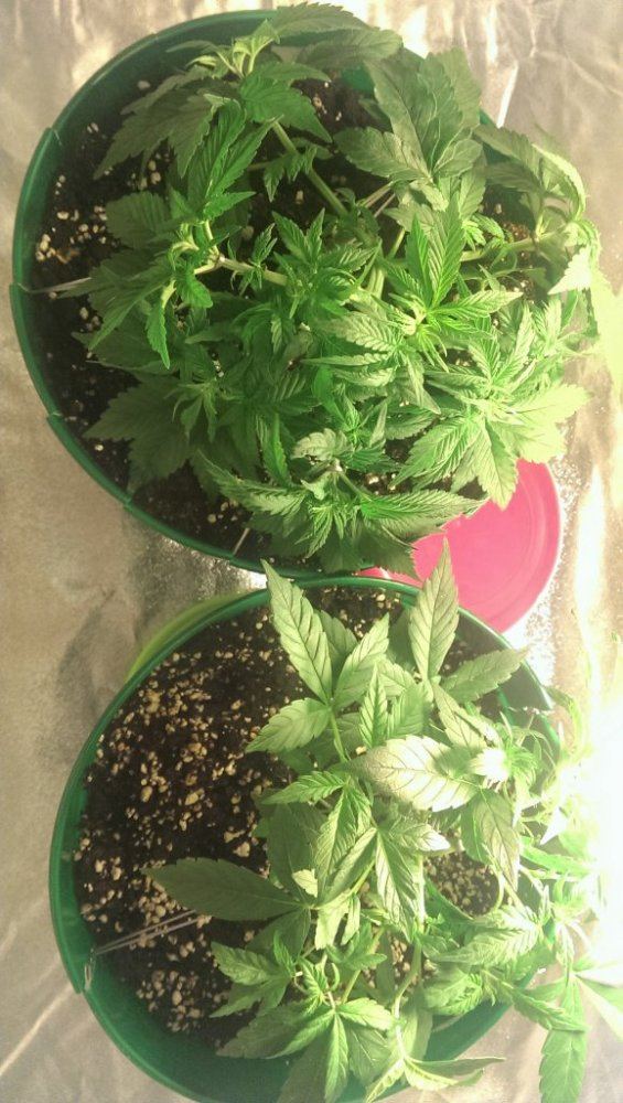 Simple little grow 9