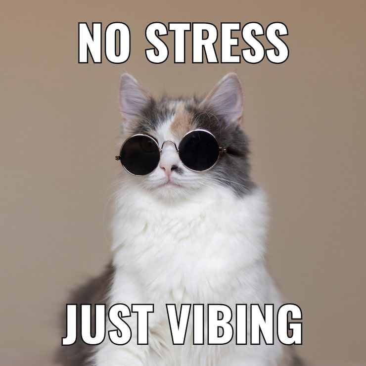 Simple vibing cat square meme 742173 4493
