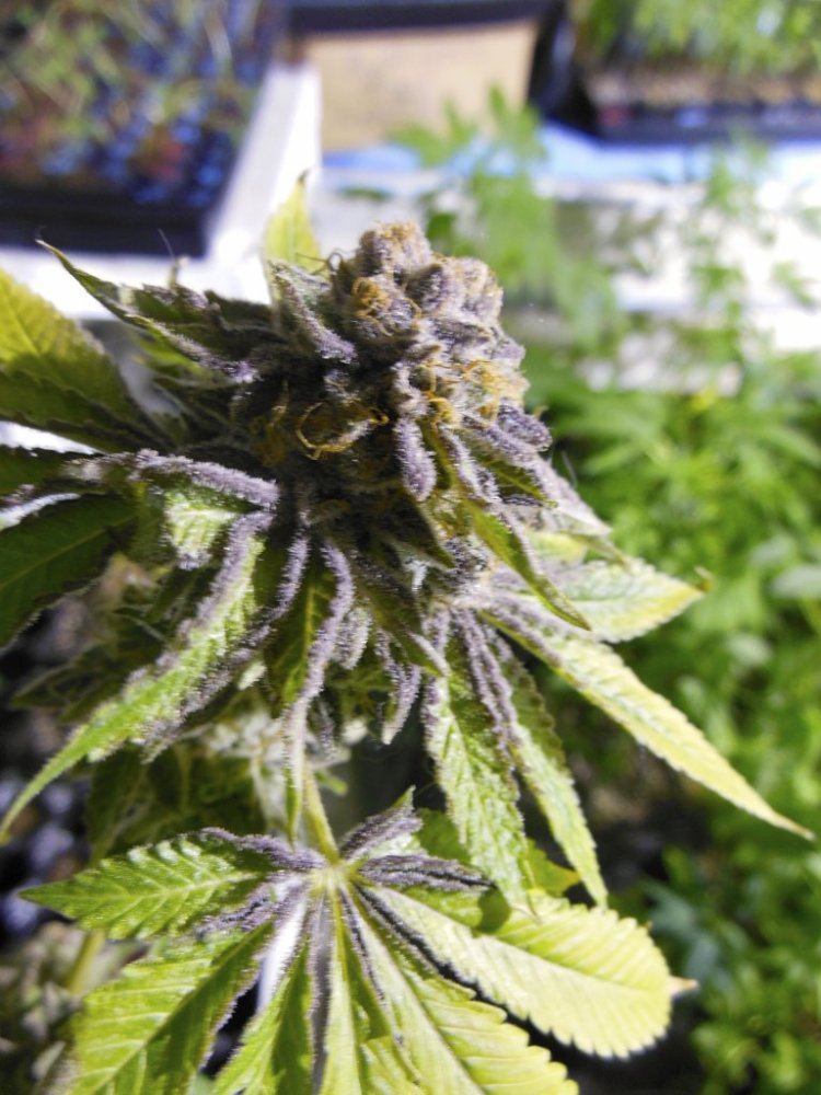 Sin mint cookies pics 2