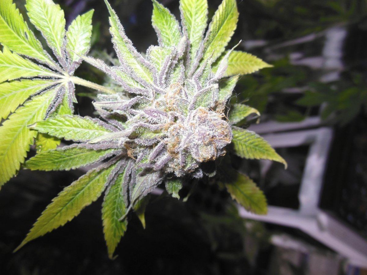 Sin mint cookies pics 4