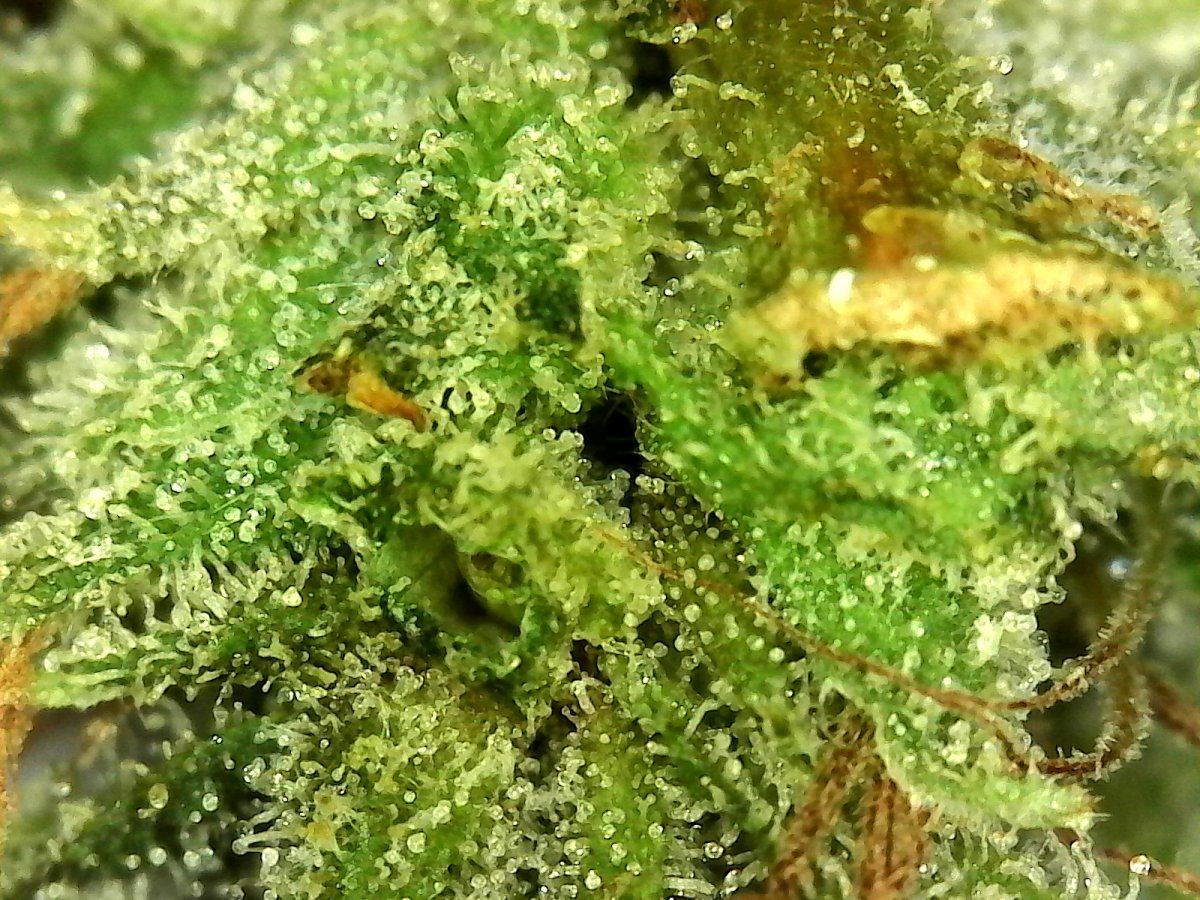 SingleShot0016 blueberry