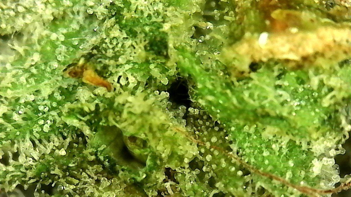 SingleShot0018 blueberry