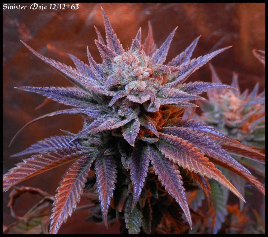 Sinister Doja 63 days   1