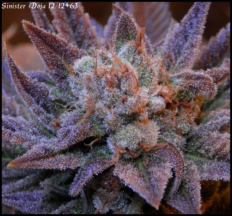 Sinister Doja 63 days   2