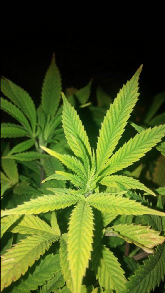Sinmint cookies organic grow 3