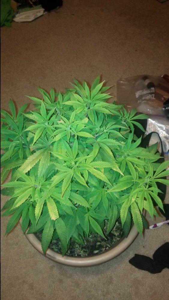 Sinmint cookies organic grow 4