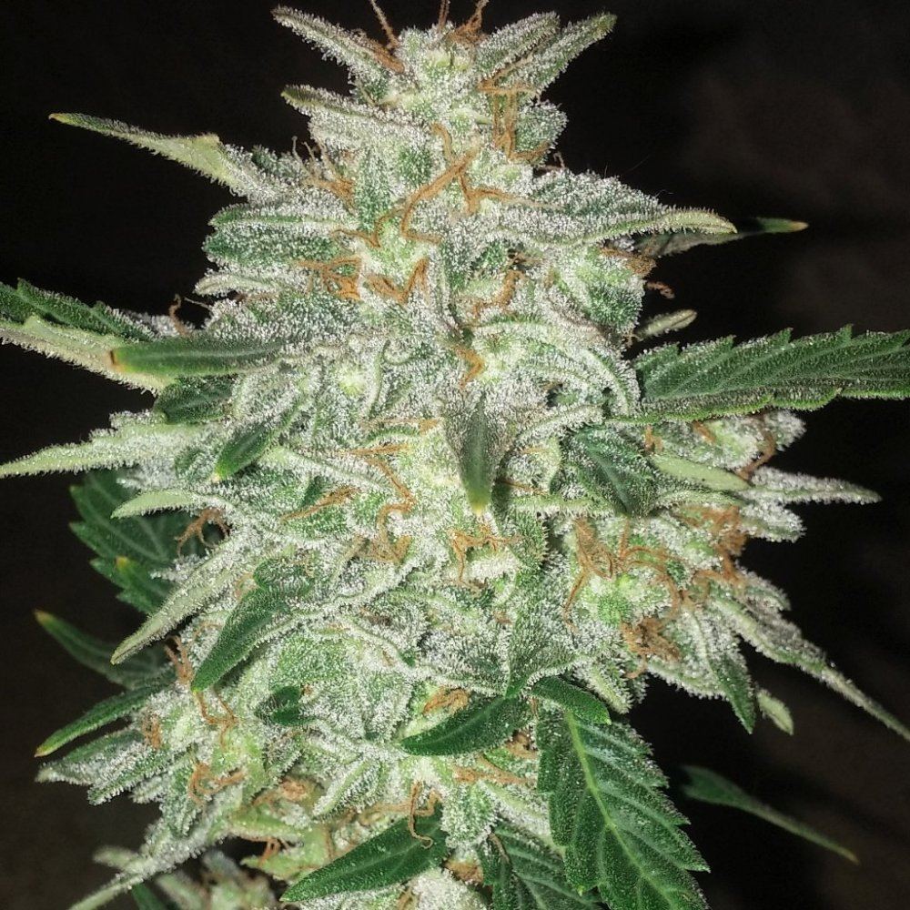 Sinmint cookies organic grow 5