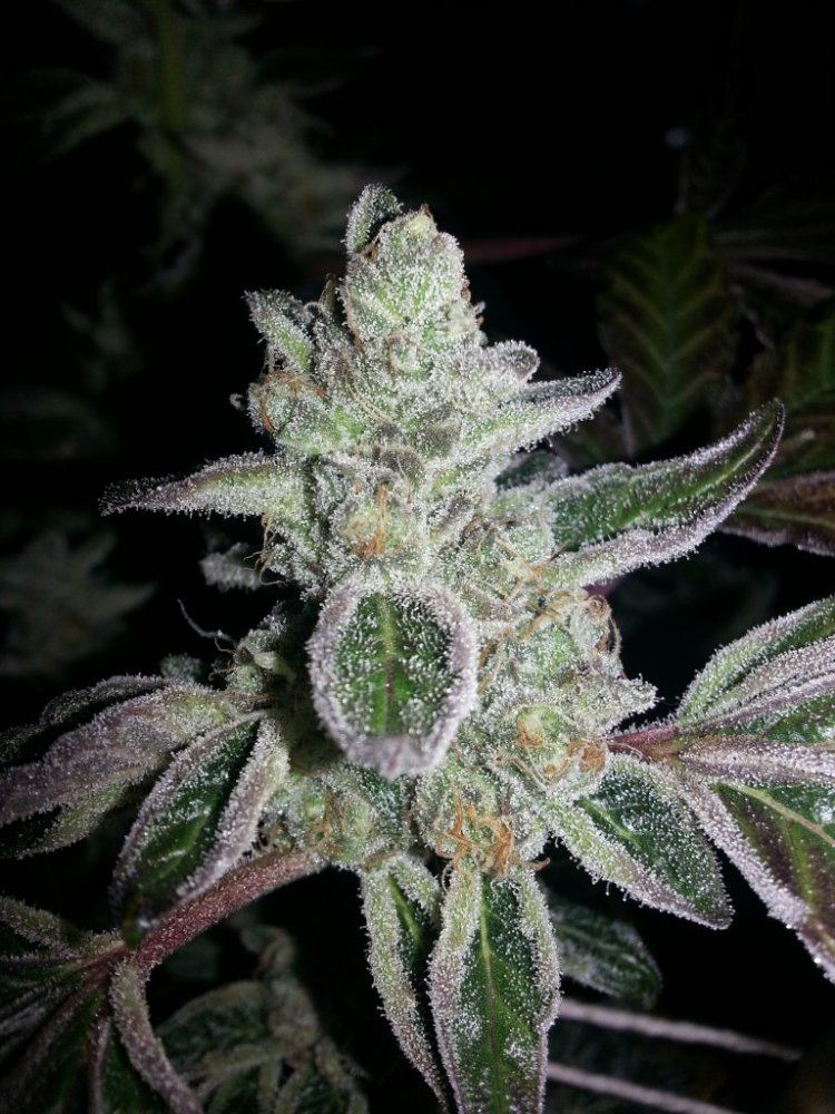 Sinmint gsc 3