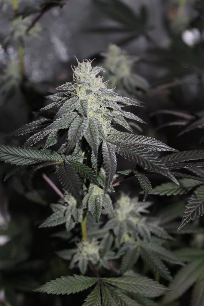 Sinmints day 49