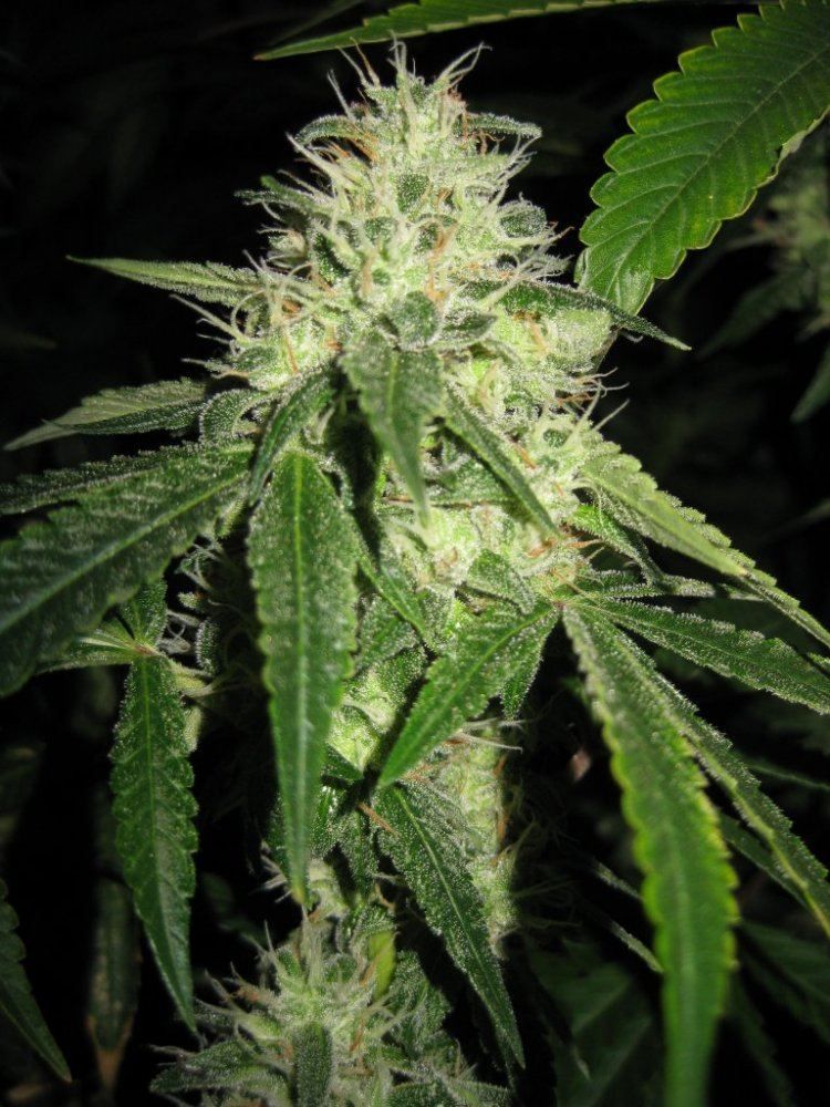 SinsOG 10 25 13 pheno B