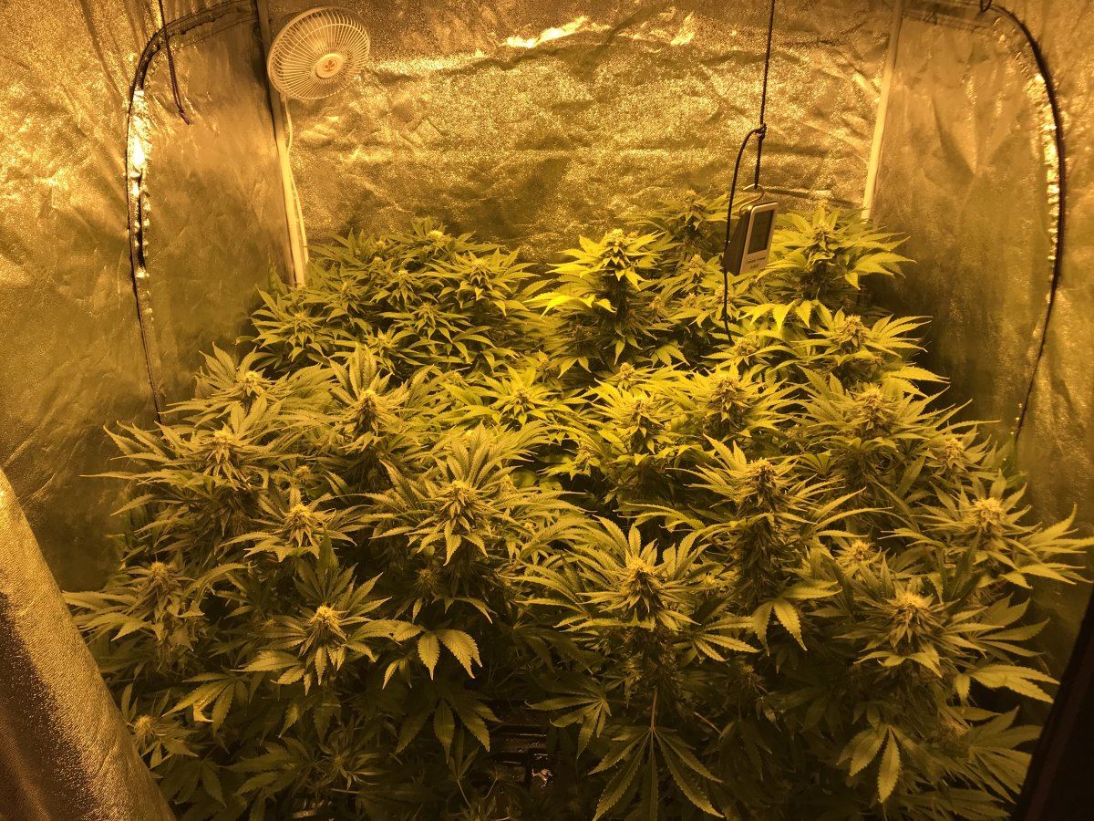 Siphoning issue with floraflex 3