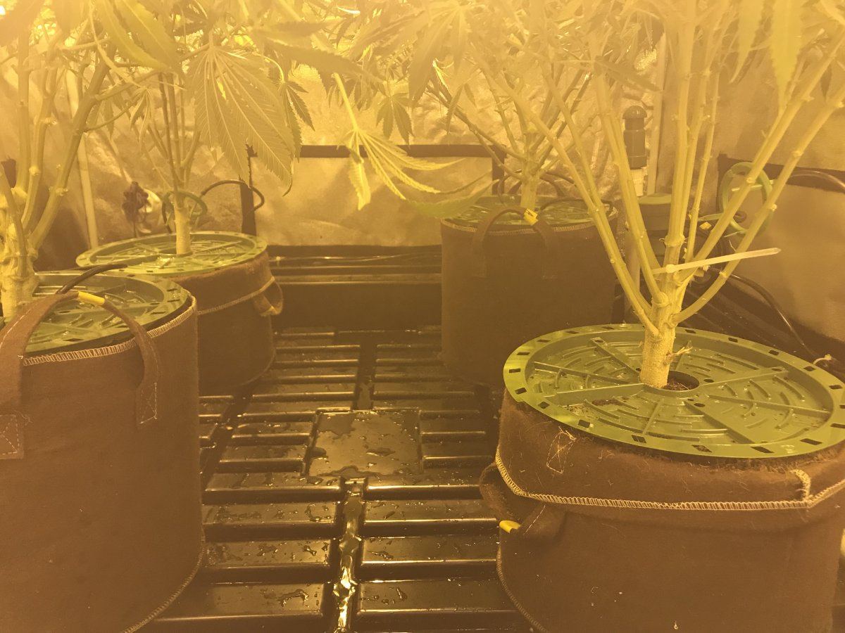 Siphoning issue with floraflex 4