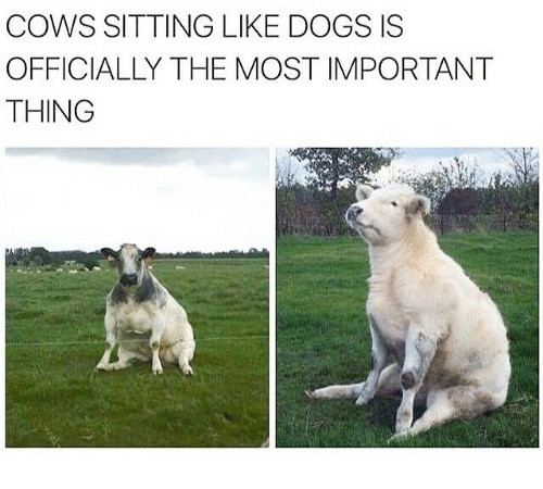 Sittingcow 2ff644 5903993