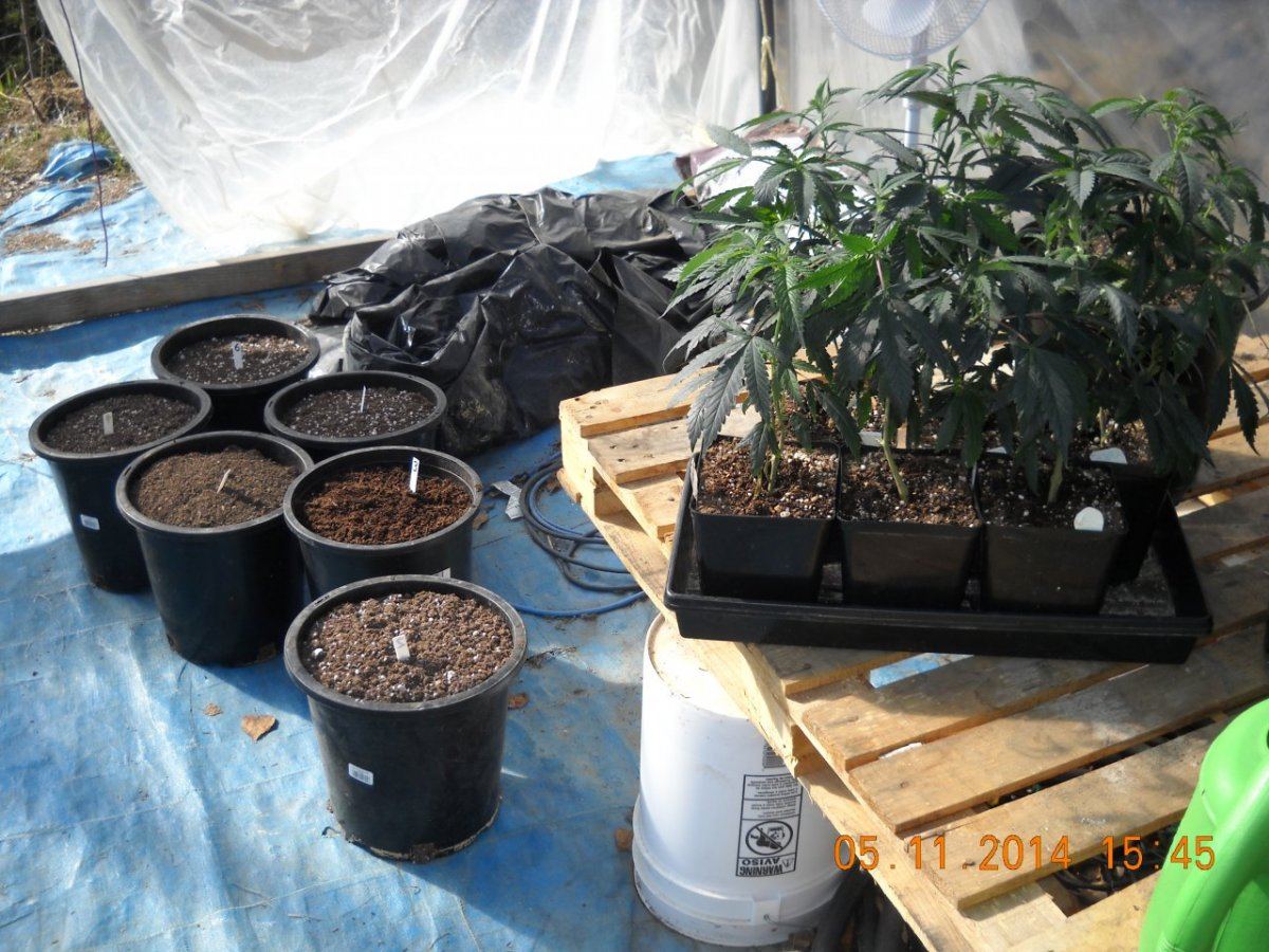 Six super soil variants run side by side 2